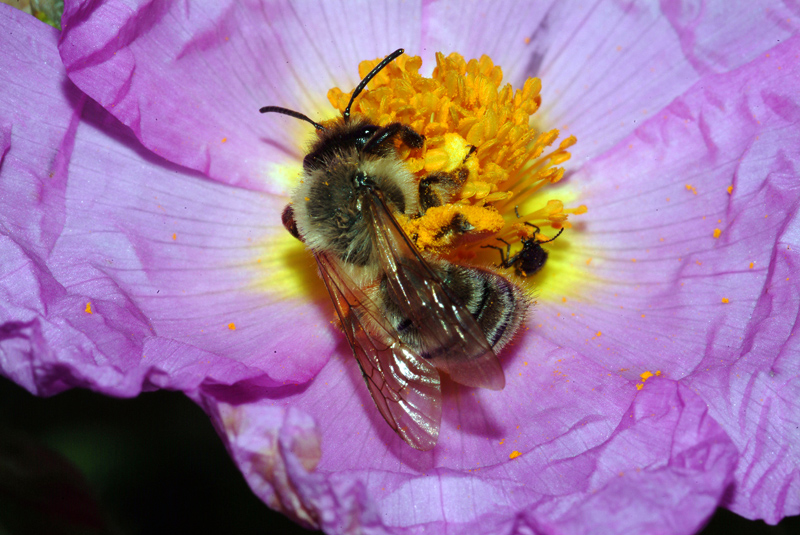 femmina di Andrena cfr. nigroaenea